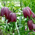 Fritillaria Meleagris Szachownica Kostkowata intensywnie fioletowe i białe kwiaty cebulki 10 szt. 