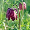 Fritillaria Meleagris Szachownica Kostkowata intensywnie fioletowe i białe kwiaty cebulki 10 szt. 