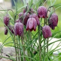 Fritillaria Meleagris Szachownica Kostkowata intensywnie fioletowe i białe kwiaty cebulki 10 szt. 