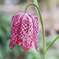Fritillaria Meleagris Szachownica Kostkowata intensywnie fioletowe i białe kwiaty cebulki 10 szt. 