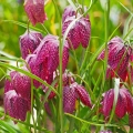 Fritillaria Meleagris Szachownica Kostkowata intensywnie fioletowe i białe kwiaty cebulki 10 szt. 