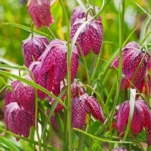 Fritillaria Meleagris Szachownica Kostkowata intensywnie fioletowe i białe kwiaty cebulki 10 szt. 