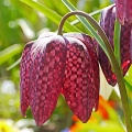 Fritillaria Meleagris Szachownica Kostkowata intensywnie fioletowe i białe kwiaty cebulki 10 szt. 