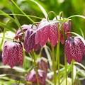 Fritillaria Meleagris Szachownica Kostkowata intensywnie fioletowe i białe kwiaty cebulki 10 szt. 