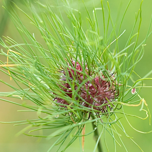 Czosnek Hair ciemne kwiaty z zielonymi włosami cebulki 10 szt. 