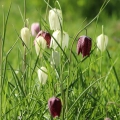 Fritillaria Meleagris Szachownica Kostkowata intensywnie fioletowe i białe kwiaty cebulki 10 szt. 