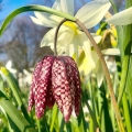 Fritillaria Meleagris Szachownica Kostkowata intensywnie fioletowe i białe kwiaty cebulki 10 szt. 