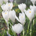 Krokus Jeanne d'Arc o białych kwiatach cebulki 5szt.