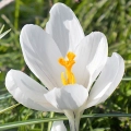 Krokus Jeanne d'Arc o białych kwiatach cebulki 5szt.
