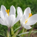 Krokus Jeanne d'Arc o białych kwiatach cebulki 5szt.
