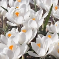 Krokus Jeanne d'Arc o białych kwiatach cebulki 5szt.