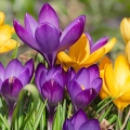Krokusy Mix Kolorów i Odmian cebulki kwiatowe 50 szt. 