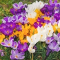 Krokusy Mix Kolorów i Odmian cebulki kwiatowe 50 szt. 