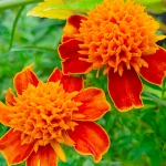 Aksamitka rozpierzchła Champion Flame 0,5g - TORAF