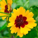 Nachyłek dwubarwny mieszanka karłowa nasiona 0,5g - W. Legutko 