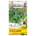 Lawenda lekarska nasiona 0,2g - PlatiCo