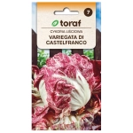 Cykoria liściowa Variegata Di Castelfranco nasiona 5g - TORAF