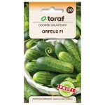 Ogórek gruntowy Orfeus F1 nasiona 2g - TORAF