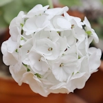 Pelargonia rabatowa biała nasiona 0,05g - TORAF