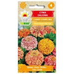 Cynia daliowa Candy Stripe mieszanka nasiona 1g - TORAF