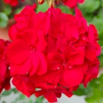 Pelargonia rabatowa czerwona nasiona 10 szt. - TORSEED