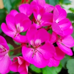 Pelargonia rabatowa fioletowa nasiona 10 szt. - TORSEED