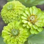 Cynia daliowa Envy nasiona 1g - TORAF