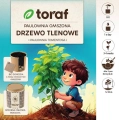 Drzewo tlenowe Paulownia DIY - TORAF