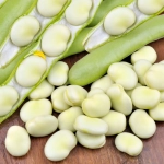 Bób Windsor Biały TOR nasiona 1kg - TORSEED
