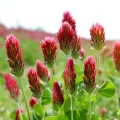 Koniczyna Krwistoczerwona Kardinal inkarnatka MIODODAJNA nasiona 500g  - REDUM