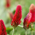 Koniczyna Krwistoczerwona Kardinal inkarnatka MIODODAJNA nasiona 500g  - REDUM