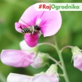 Wyka Ozima Nasiona 1 kg Ziarno Rośliny Bobowate