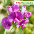 Wyka Ozima Nasiona 1 kg Ziarno Rośliny Bobowate