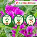 Wyka Ozima Nasiona 1 kg Ziarno Rośliny Bobowate