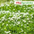 Koniczyna biała 1 kg nasiona na poplon zielona masa miododajna - REDUM