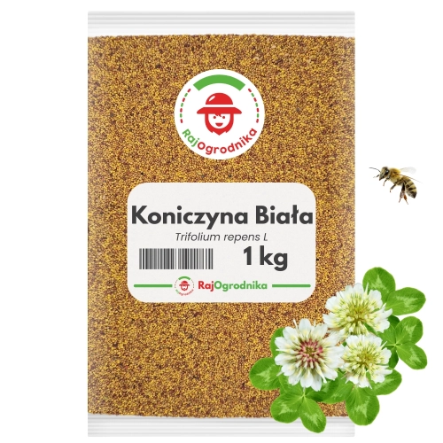 Koniczyna biała 1 kg nasiona na poplon zielona masa miododajna - REDUM