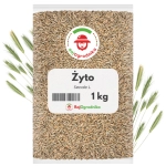 Żyto ozime 1 kg na poplon ozimy, zielony nawóz i poprawę gleby