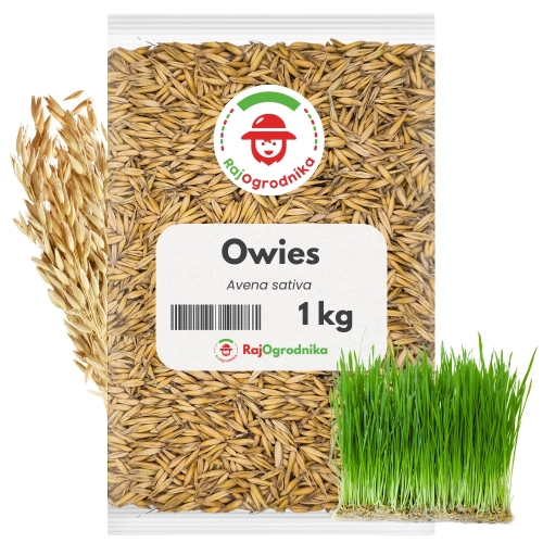 Owies na poplon 1 kg zielona masa i poprawa struktury gleby - REDUM