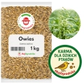 Owies na poplon 1 kg zielona masa i poprawa struktury gleby - REDUM