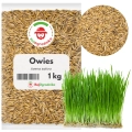 Owies na poplon 1 kg zielona masa i poprawa struktury gleby - REDUM