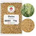 Owies na poplon 1 kg zielona masa i poprawa struktury gleby - REDUM