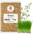 Owies na poplon 1 kg zielona masa i poprawa struktury gleby - REDUM