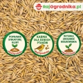 Owies na poplon 1 kg zielona masa i poprawa struktury gleby - REDUM