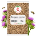 Ostropest plamisty 1 kg  nasiona na poplon roślina miododajna - REDUM
