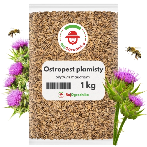Ostropest plamisty 1 kg  nasiona na poplon roślina miododajna - REDUM