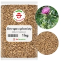Ostropest plamisty 1 kg  nasiona na poplon roślina miododajna - REDUM