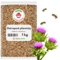 Ostropest plamisty 1 kg  nasiona na poplon roślina miododajna - REDUM