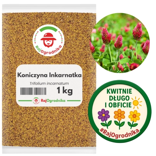 Koniczyna Inkarnatka 1 kg nasiona na poplon krwistoczerwona miododajna - REDUM