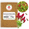 Koniczyna Inkarnatka 1 kg nasiona na poplon krwistoczerwona miododajna - REDUM
