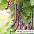 Fasola tyczna szparagowa fioletowa Melissa nasiona 10g - VILMORIN